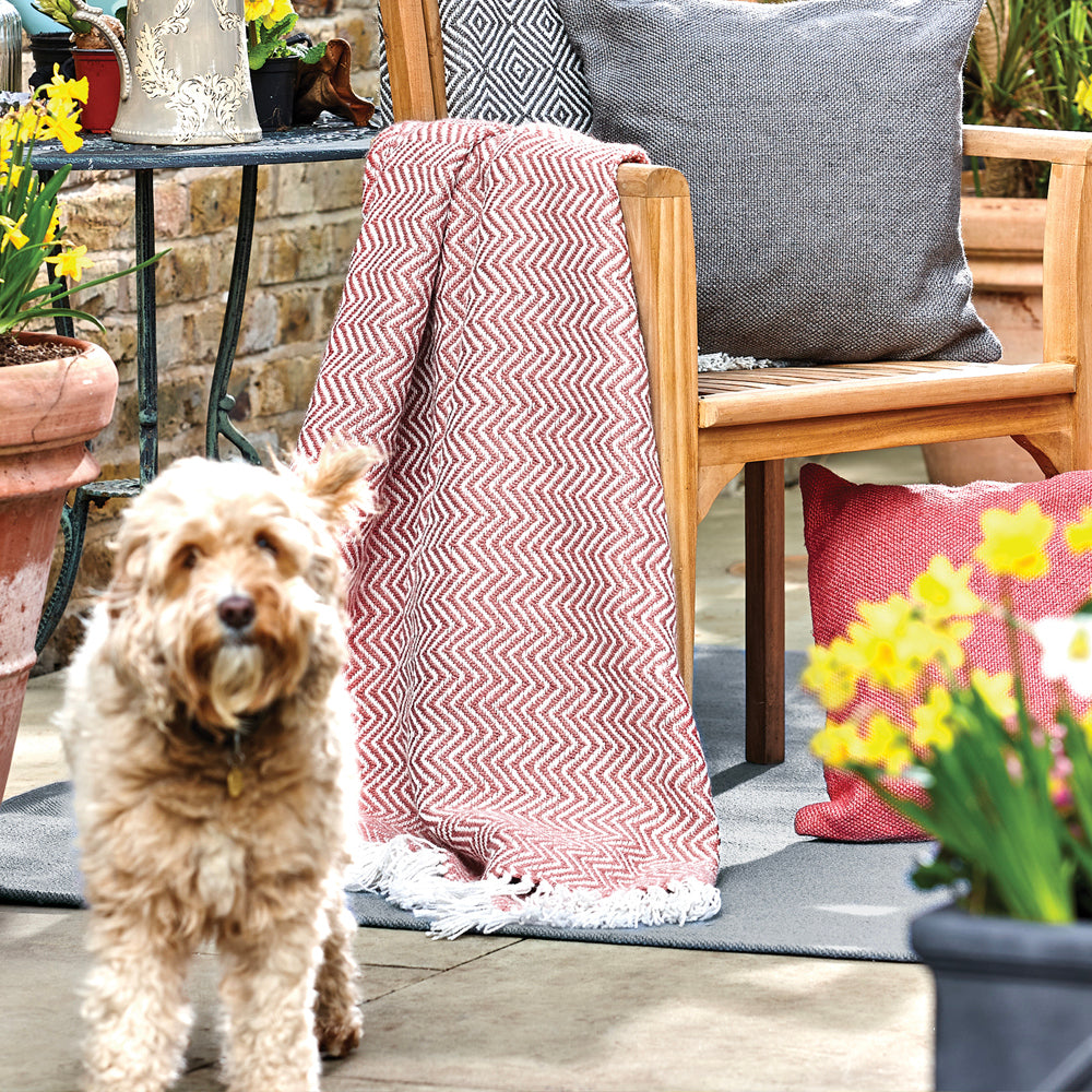 A small dog stands on a patio, with a wooden chair draped in an eco-friendly herringbone throw. Cushions and potted daffodils are close by.