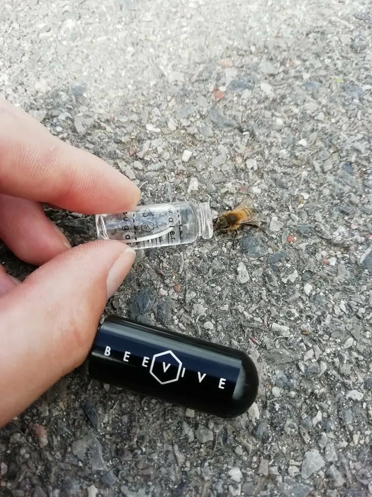 A person feeds a bee on pavement using a small vial of bee food syrup labelled “Beevive”, with the BeeVive Kit capsule placed nearby, helping to support pollinators in need.